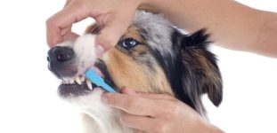 Köpeklerde Ağız ve Diş Bakımı Nasıl Yapılır?