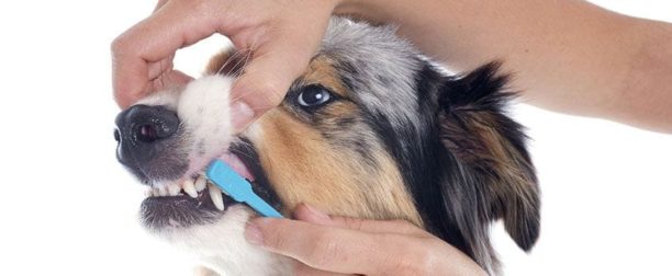 Köpeklerde Ağız ve Diş Bakımı Nasıl Yapılır?