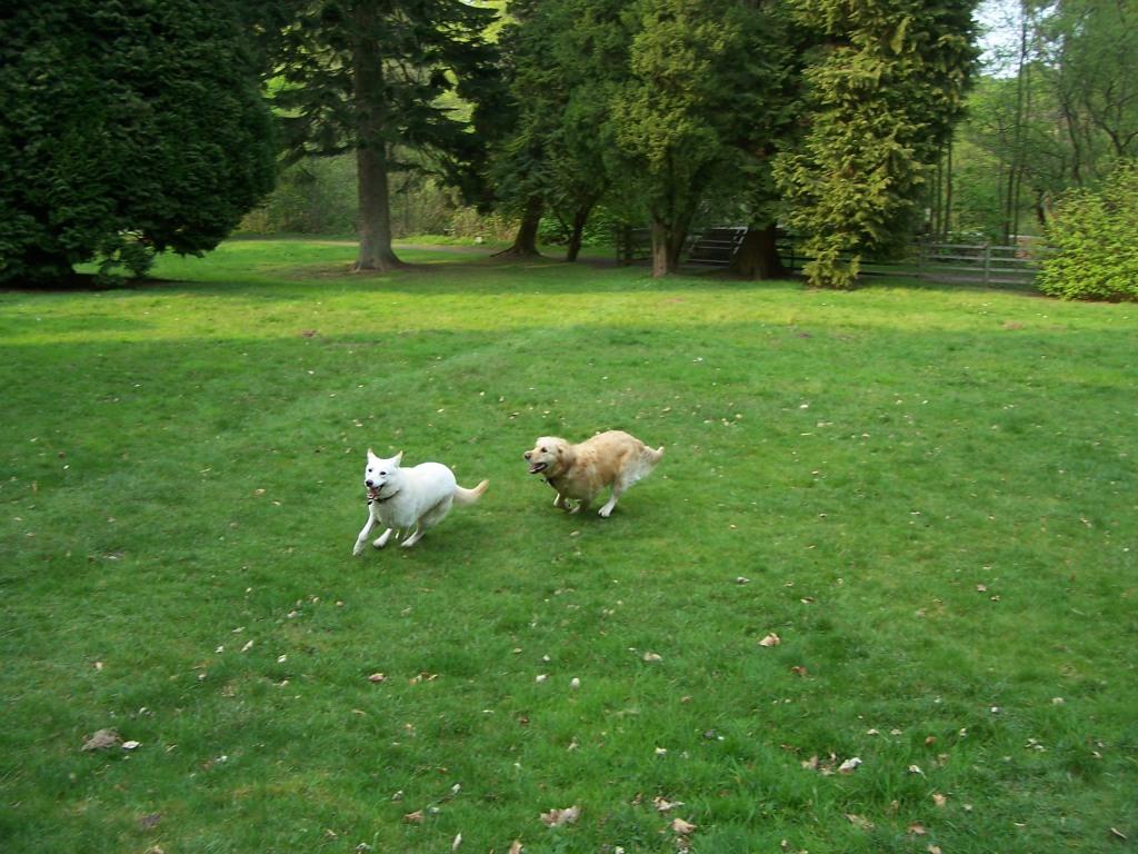 Köpeğe Bahçede Nasıl Bakılır? Hayvanmania