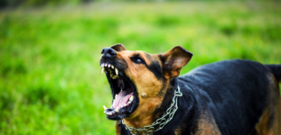Öfkeli Bir Köpek Nasıl Sakinleştirilir?