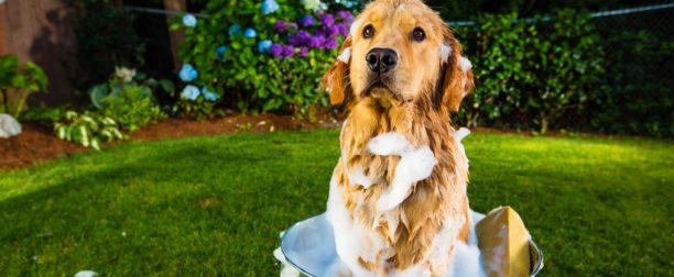 Köpek Kokusu Nasıl Giderilir?