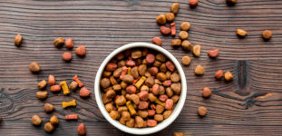 Köpek Maması Seçerken Nelere Dikkat Edilmelidir?